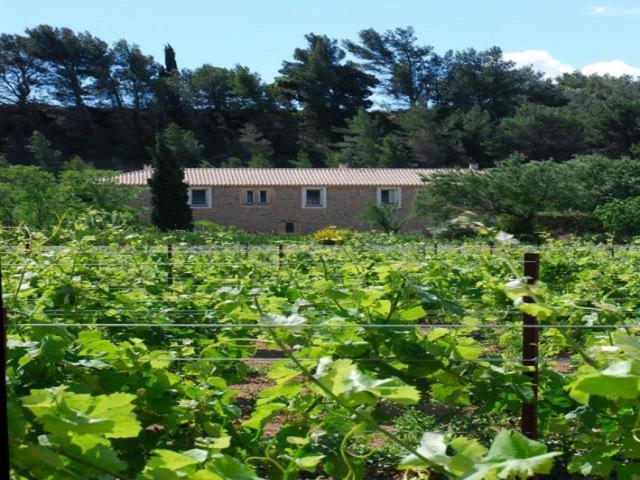 Domaine De "Creva-Tinas" Panzió Mailhac Kültér fotó