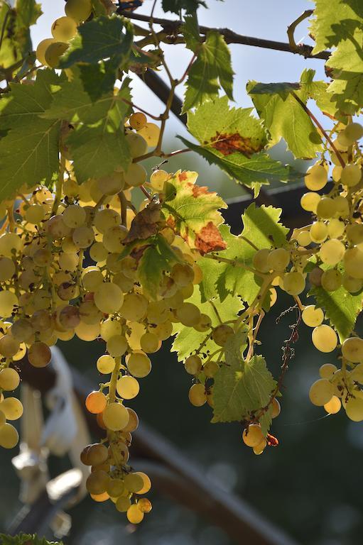 Domaine De "Creva-Tinas" Panzió Mailhac Kültér fotó